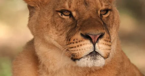 Close-up of muzzle of young lioness, slow motion 120 fps Stock Footage 251728270