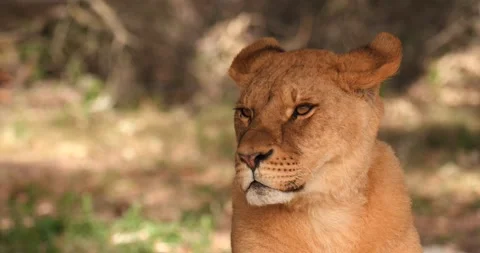 Close-up of muzzle of young lioness, slow motion 120 fps Stock Footage 251728374