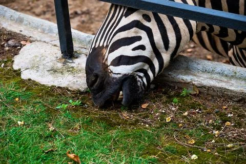 Close-up of the muzzle of a zebra that eats grass. Stock Photos