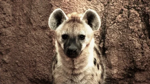 Close up of a n hyena. Stock Footage 111137528