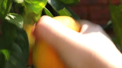 Close up of naartjie being picked from tree Stock Footage 153209082