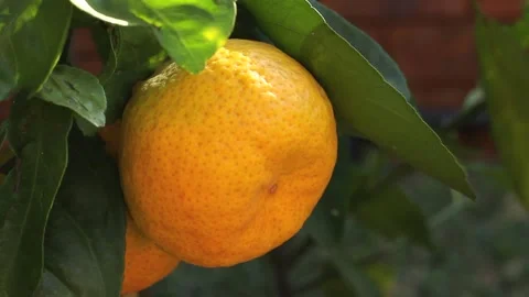 Close up of naartjie hanging on tree Stock Footage 153209072