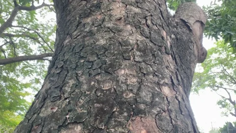 Close-up of nacre tree in the Tao Dan park, Ho Chi Minh City Stock Footage 219029348