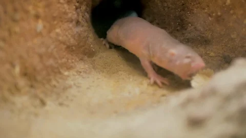 Close-up of naked African mole rat inside ground galleries underground Stock Footage