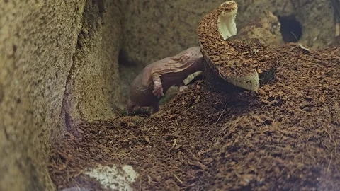 Close up of naked mole-rat  Stock Footage 277415015