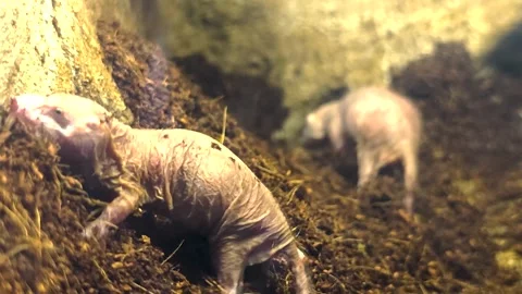 Close up of naked mole-rats digging  Stock Footage 295990813
