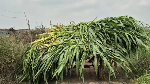 Close Up Of Napier Grass Loaded On Van In Field Bangladesh Stock Footage 339638262