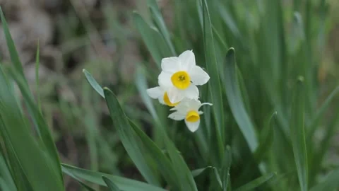 Close-up of narcissus flower Stock Footage 171038531