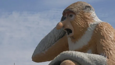 Close up of Nasalis larvatus monkey statue, daytime view. 4K Ultra HD Stock Footage 105550216