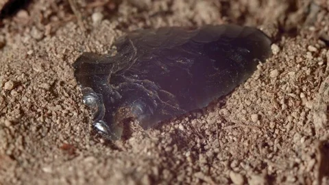 Close up of native american obsidian arrowhead paiute indian stone tool in dirt Stock Footage 81733524