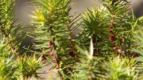 Close Up of Native Australian Green Shrub with Spiky Leaves Stock Footage 341836797