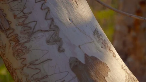 Close up of native australian gum tree Video stock 119353325