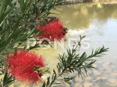 Close up of native bottlebrush Stock Photos