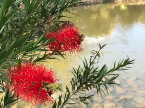 Close up of native bottlebrush Foto stock