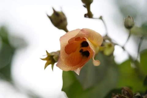 Close Up of a Native Rosella Flower Stock Photos