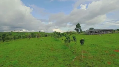 Close-up of Native Tree Intercropped in Dairy Cattle Pasture Stock Footage 335051913