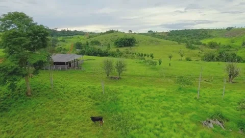 Close-up of Native Tree Intercropped in Dairy Cattle Pasture Stock Footage 335051929