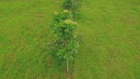 Close-up of Native Tree Intercropped in Dairy Cattle Pasture Stock Footage 335051936