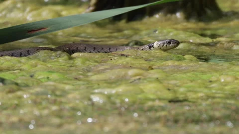 Close up of Natrix Natrix Snake hunting in thick ugly wetland swamp during Stock Footage 250249267