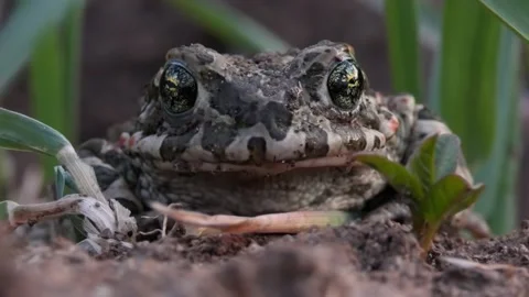 A close-up of a Natterjack toad breathing and looking directly into the camera Stock Footage 238038824