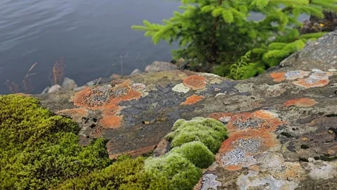 Close-up of Natural Abstract Patterns on Granite Rock Stock Footage 341355730