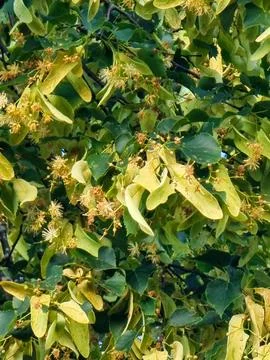 Close-up with natural background of large-leaved linden, Tilia platyphyllos Stock Photos