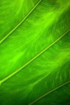 Close up natural backlight green leaf background texture Stock Photos
