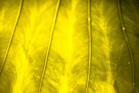 Close up natural backlight green leaf background texture Stock Photos