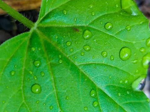 Close-up of natural dew on a melon leaf surface. Foto stock