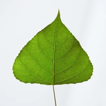 Close-up natural green triangular leaf presented on a gray background with space 写真素材