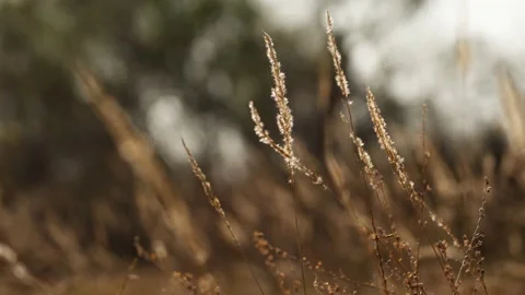 Close up of natural hay blown by the wind Stock Footage 235087652