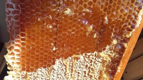 Close up of natural honeycomb frame with fresh golden liquid honey dripping from Stock Footage 342922021