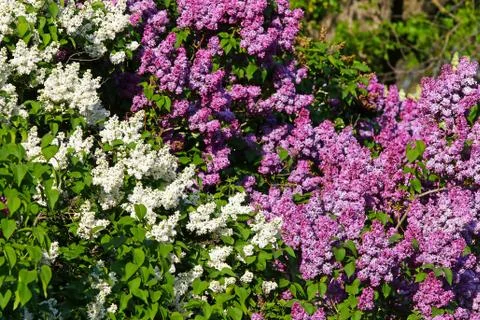 Close-up natural pattern made of branch of blossoming white and pink lilac in Stock Photos