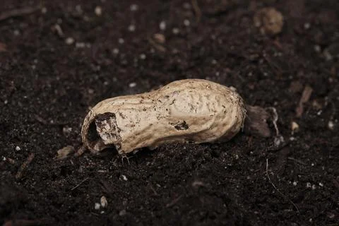 Close-Up of a Natural Peanut Shell Lying on Dark Soil Stock Photos