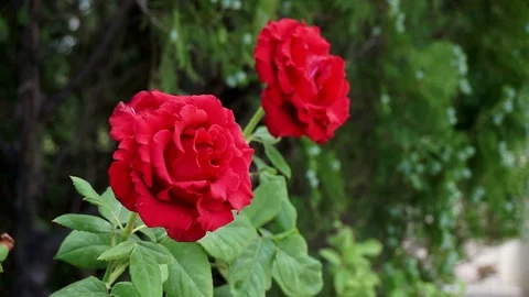Close-up natural red roses stops in garden Stock Footage 110686949