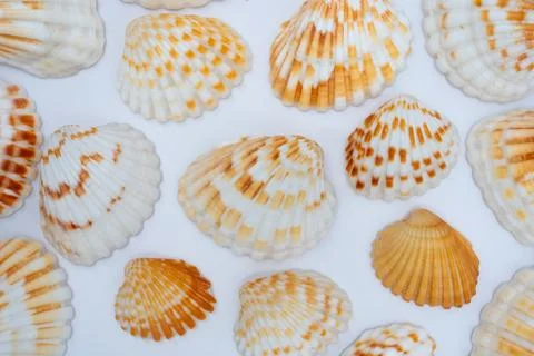 Close-up of natural sea shells background Stock Photos