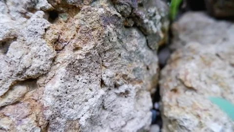 Close up of natural stone surface with a tiny green leaf growing. Stock Footage 343875952