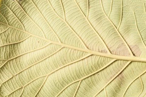 Close up natural teak leaf background texture . Stock Photos