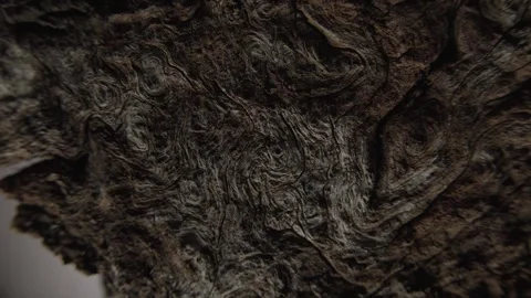 Close-Up of Natural Textured Tree Bark Stock Footage 291945865