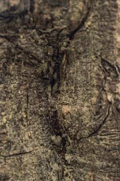 Close-up of natural tree bark surface from a weathered hardwood trunk Stock Photos
