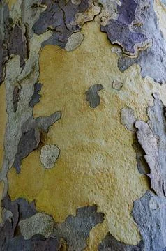 Close up of natural tree bark texture with peeling surface, rough organic bac Stock Photos