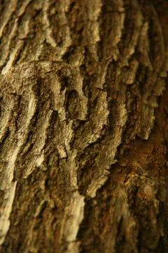 Close Up Natural Tree Bark Texture Background Stock Photos
