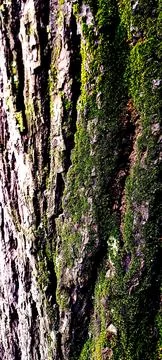 Close up of natural tree bark texture with vibrant green moss. Stockfoto's
