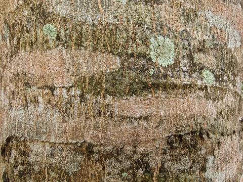 Close-up of Natural Tree Bark Texture with Green Lichen Patches Stock Photos