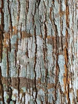 Close Up of Natural Tree Bark Texture with Moss and Detailed Cracks Stock Photos