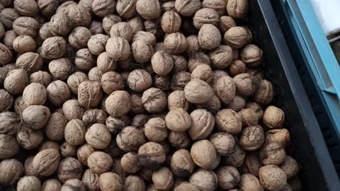 Close-up of natural unshelled walnuts in blue crates symbolizing healthy organic Stock Footage 319832971