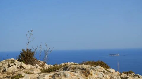 A close up of the natural vegetation at Dingli Cliffs Stock-Footage 285147177