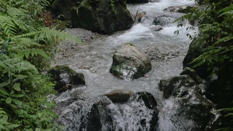Close-up of a natural water source flowing in a stream in the forest in China Stock Footage 231824844