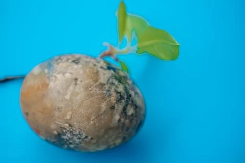 Close-up of naturally dyed Easter eggs with an earthy marble. 스톡 사진