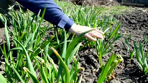 Close to nature consept,arm of farmer touching young garlic sprouts growing in s Stock Footage 186210527